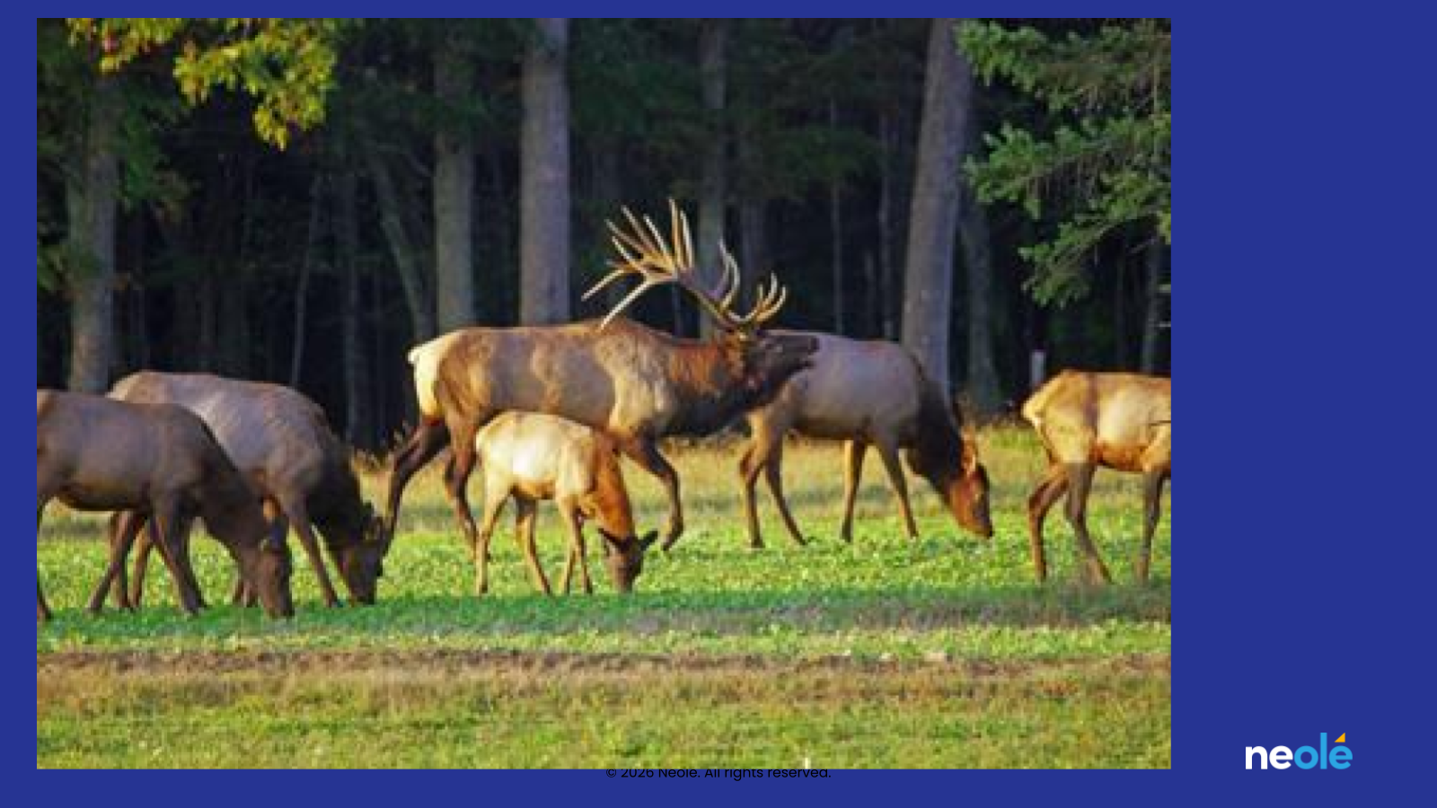 Elk grazing before wolves attack