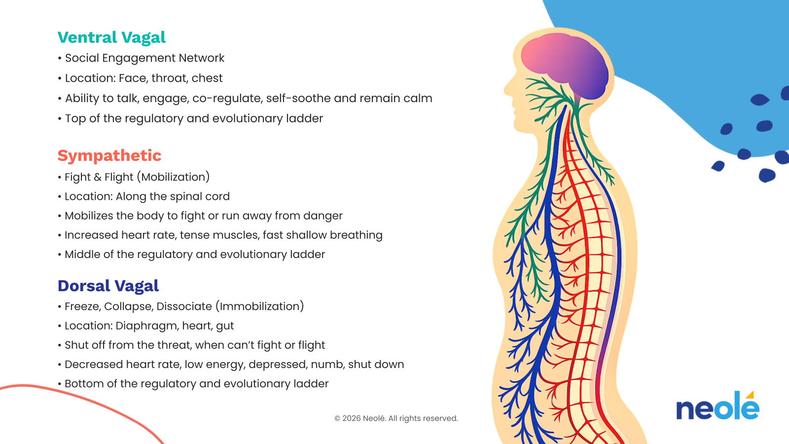 Polyvagal theory three nervous system states